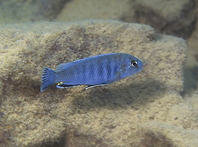 Pseudotropheus sp. 'perspicax tanzania' Hai Reef